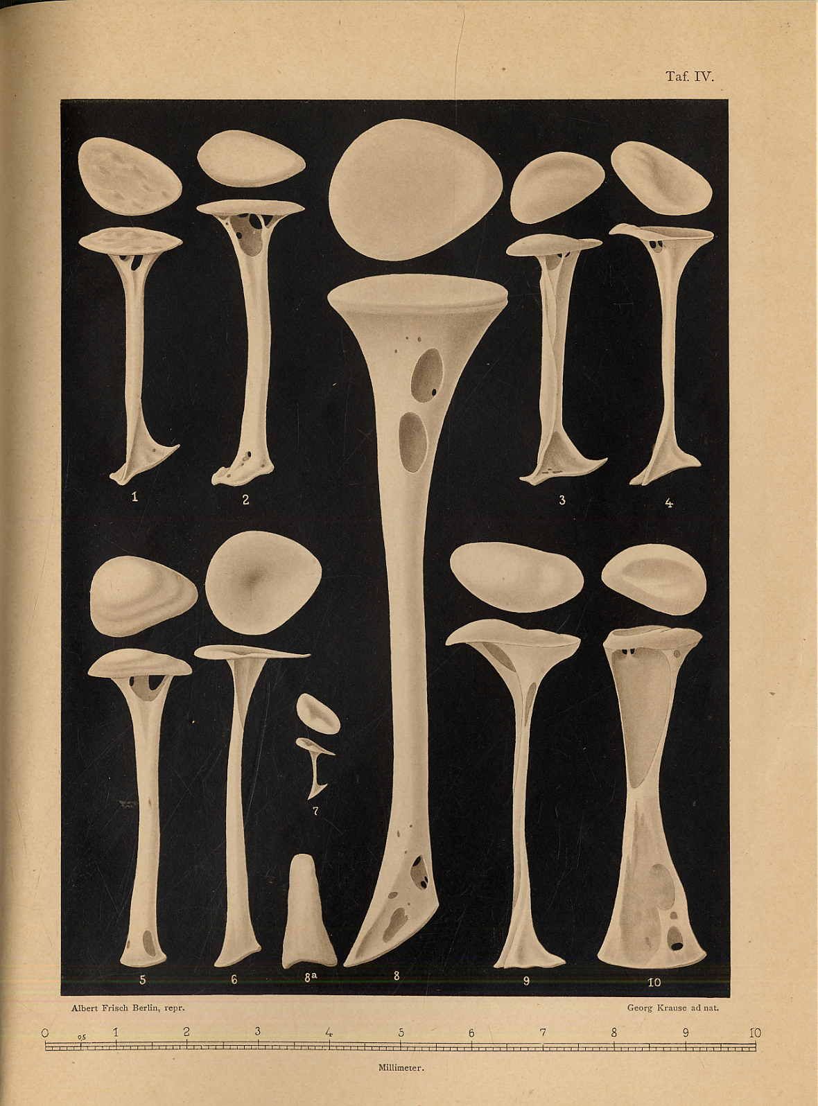 Krause, Die Columella der Vögel (Columella auris avium). Ihr Bau und dessen Einf